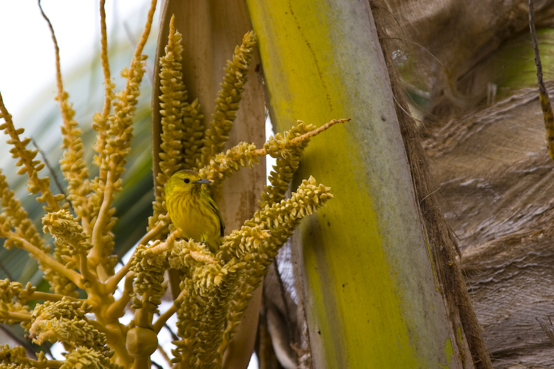 Yellow Warbler In Palm Tree